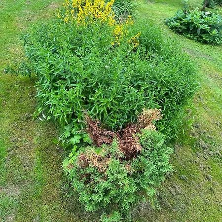 Moekki * 基尔科努米